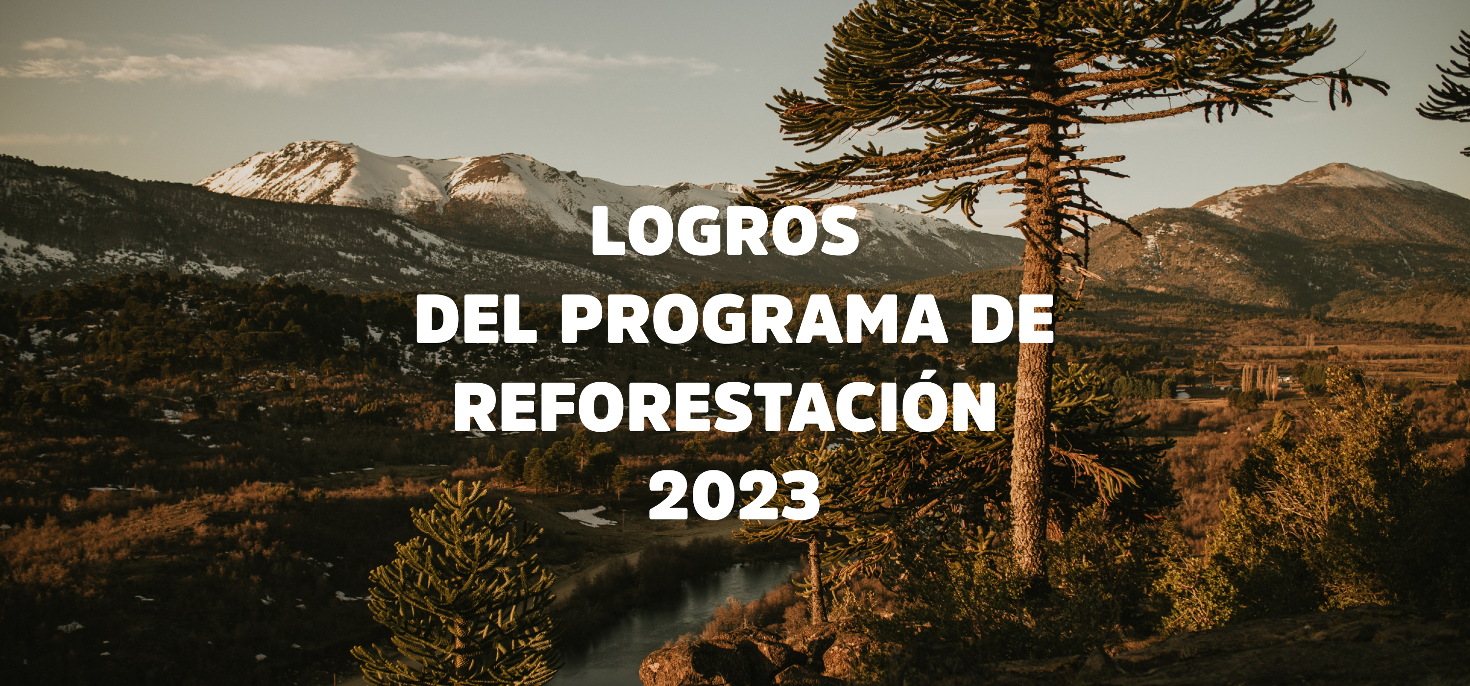 2023: Un año de objetivos cumplidos en nuestro Programa de Reforestación
