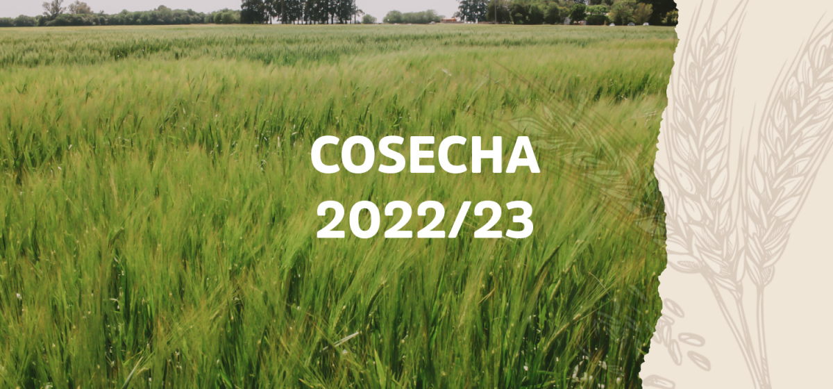 Reporte Cosecha de Cebada 2023