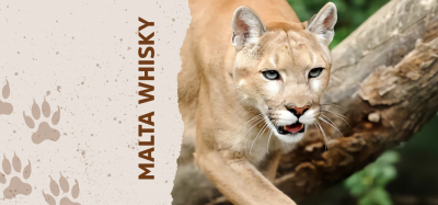 Malta Whisky:¿Por qué elegimos al Puma como animal?
