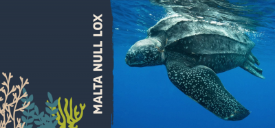 La historia de la Malta Null Lox: por qué elegimos la tortuga laúd