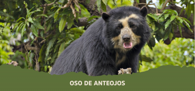 El oso de anteojos: el animal elegido para nuestra Malta Munich